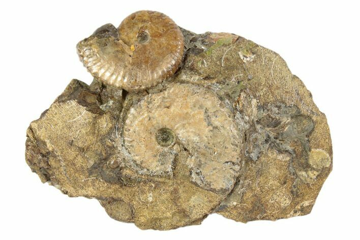 Two Fossil Ammonites (Jeletzkytes) - South Dakota #189342